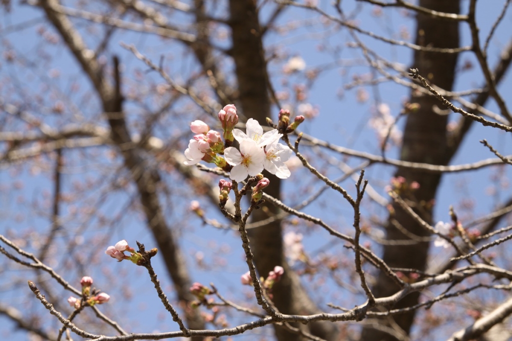 井戸の桜並木の画像