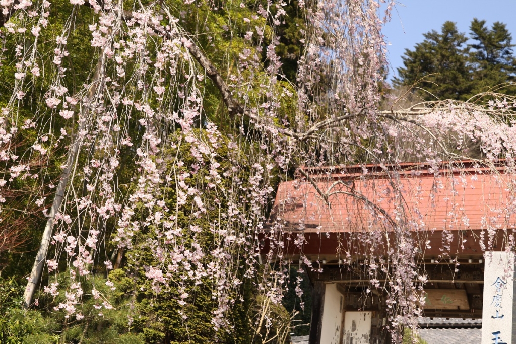 宝登山しだれ桜の画像