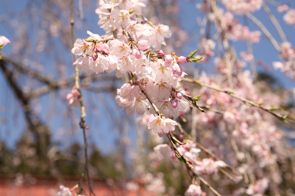 宝登山しだれ桜の画像