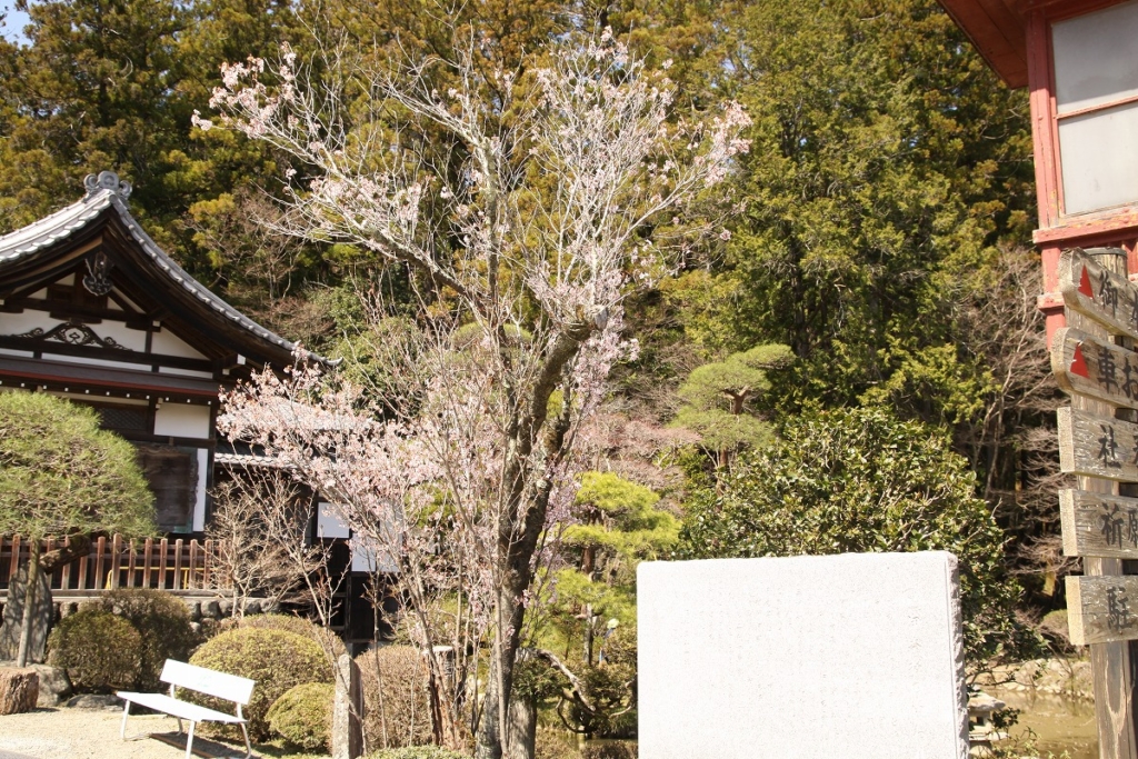 宝登山伊奈桜の画像