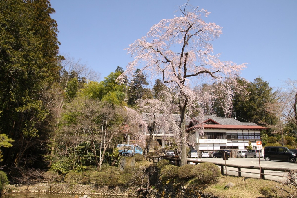 宝登山しだれ桜の画像