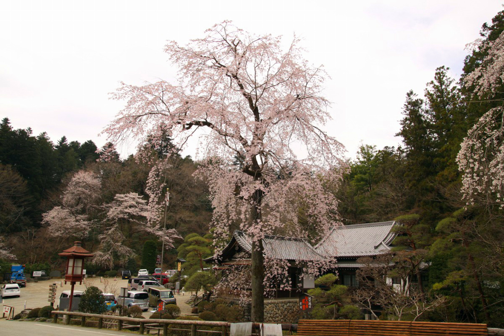 寶登山神社周辺の桜の画像