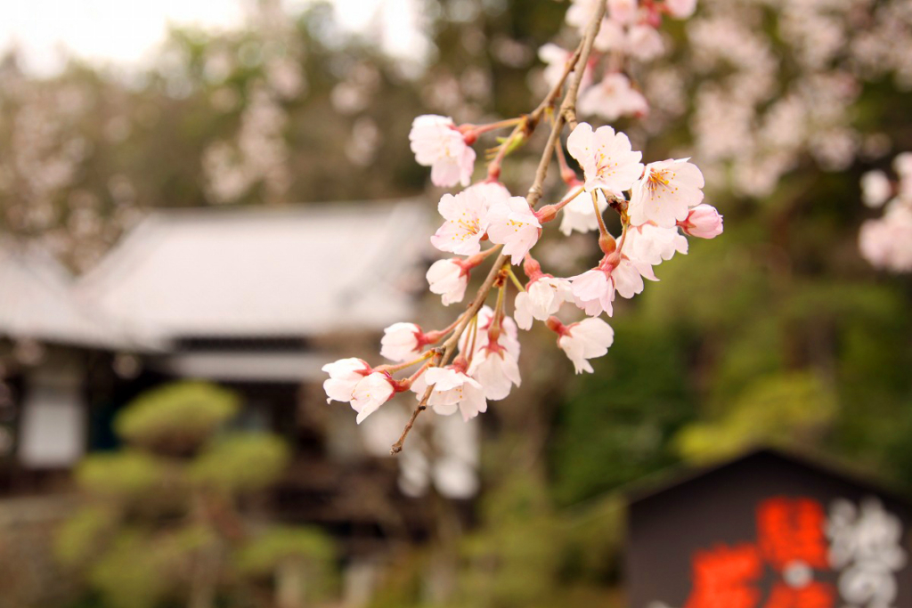 寶登山神社周辺の桜の画像