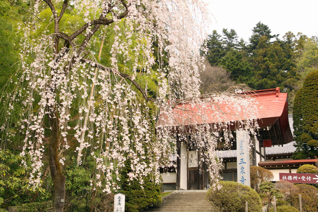 寶登山神社周辺の桜の画像