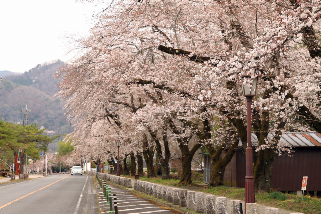 宝登山参道の桜画像