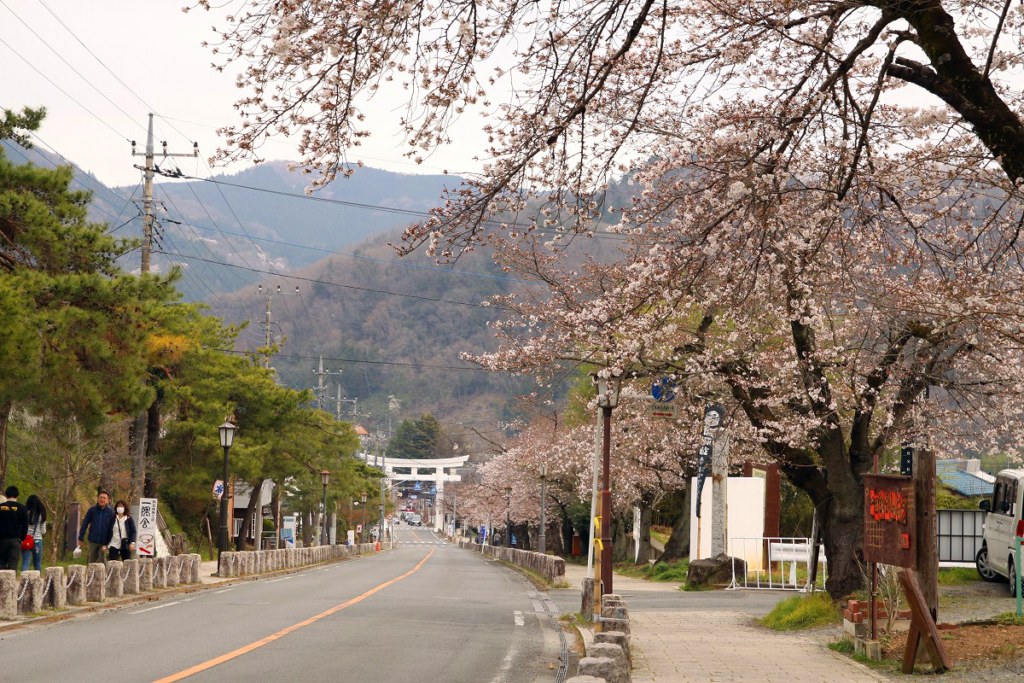 宝登山参道の桜画像