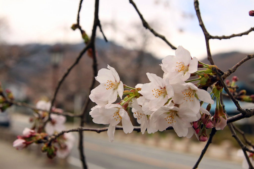 宝登山参道の桜画像