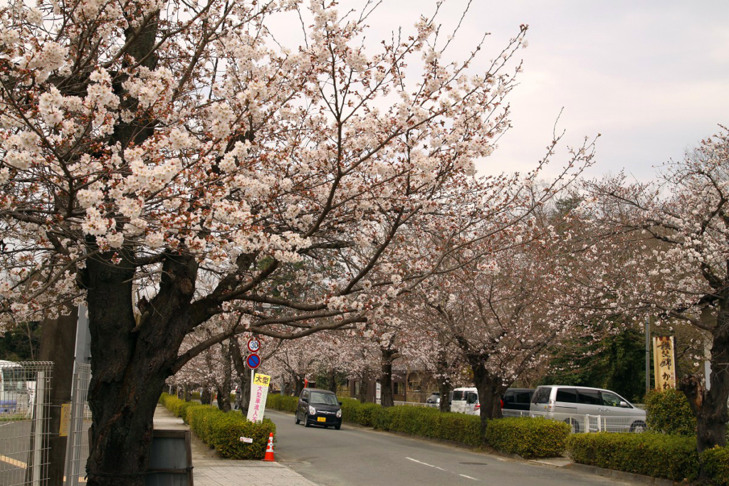 北桜通りの画像