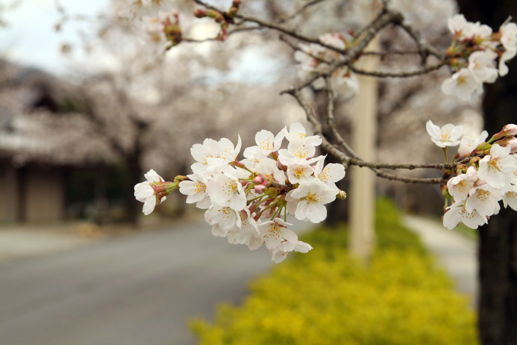 北桜通りの画像