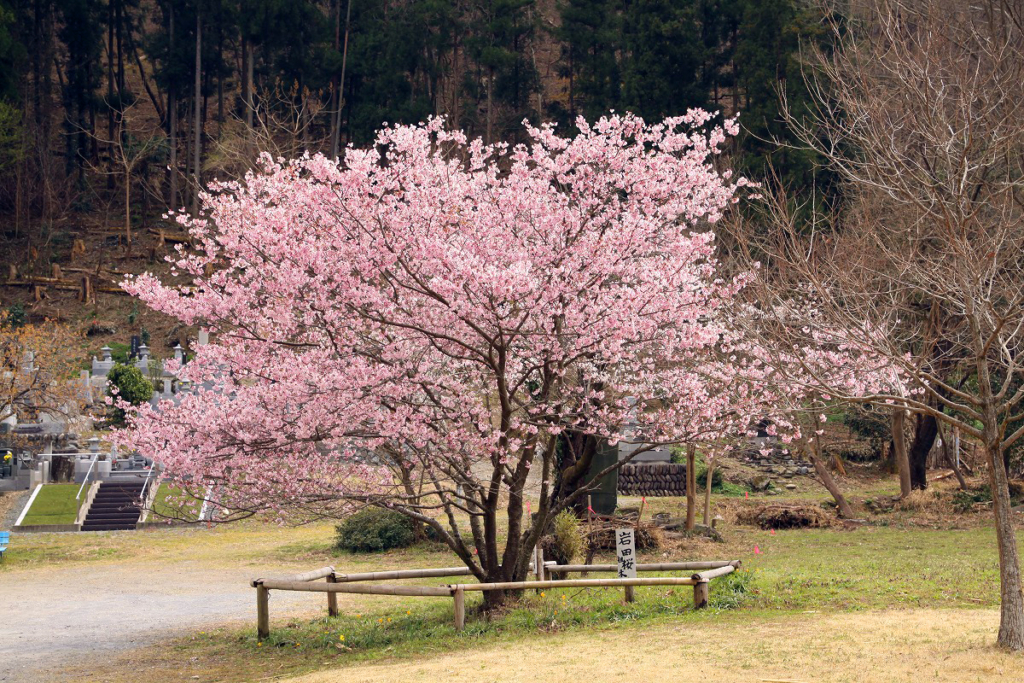 岩田桜の画像