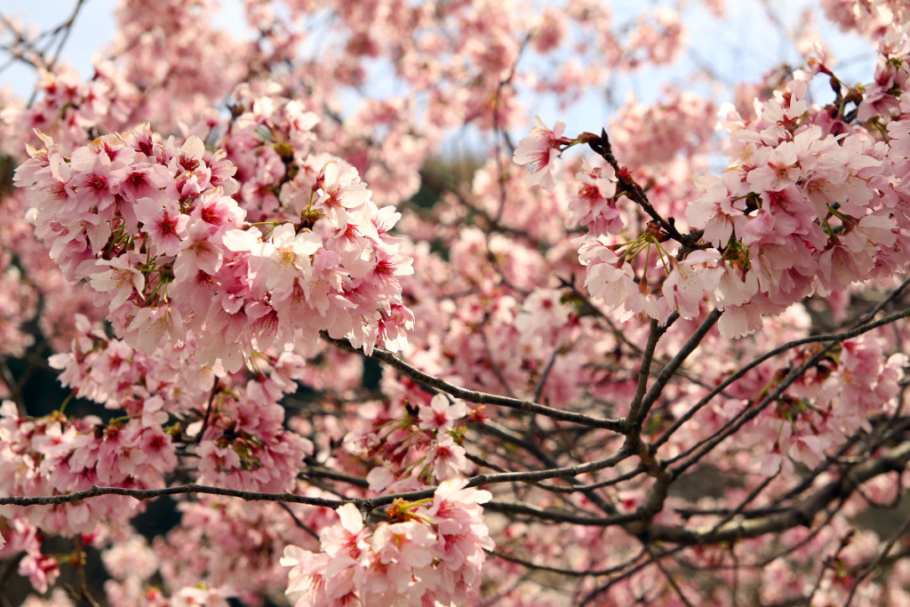 岩田桜の画像