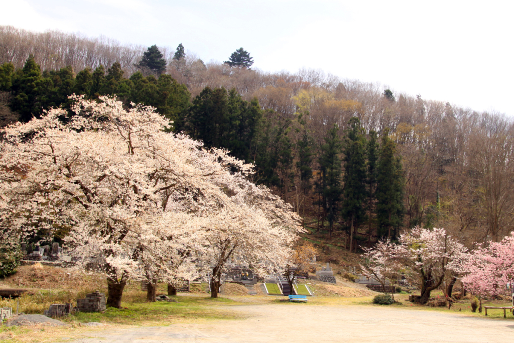 岩田桜の画像