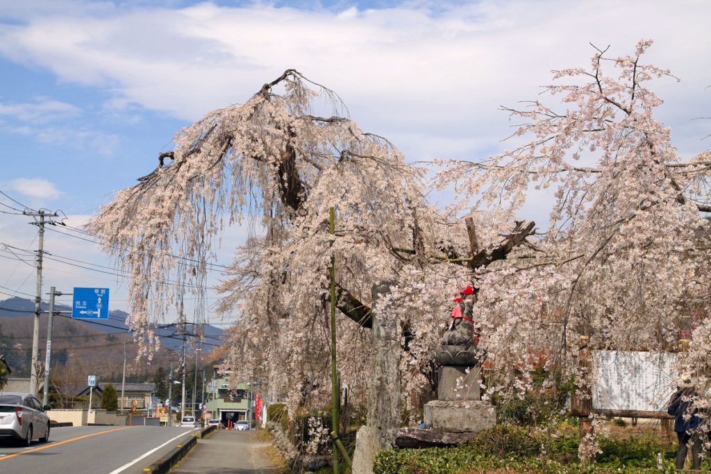 法善寺のしだれ桜の画像