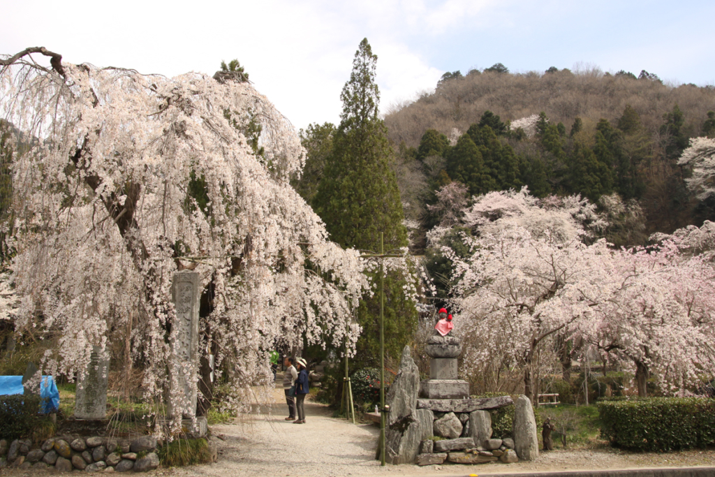 法善寺のしだれ桜の画像