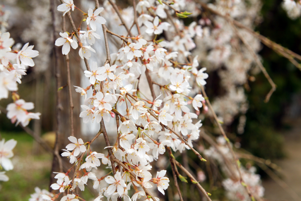 法善寺のしだれ桜の画像