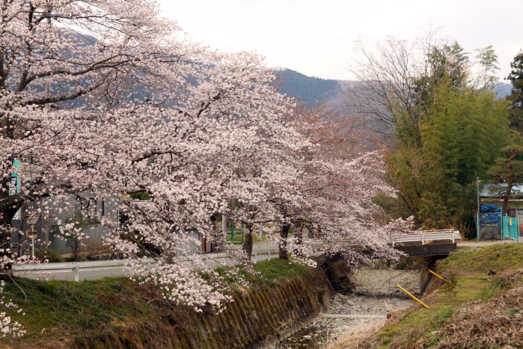 井戸の桜並木