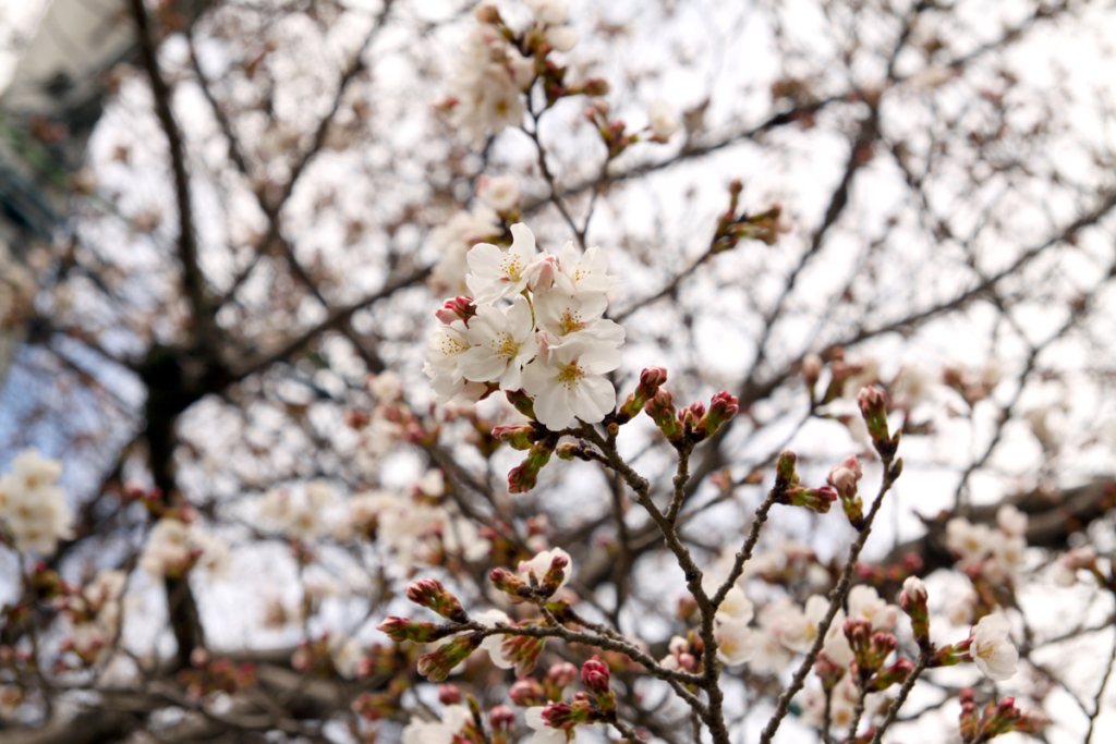 井戸の桜並木