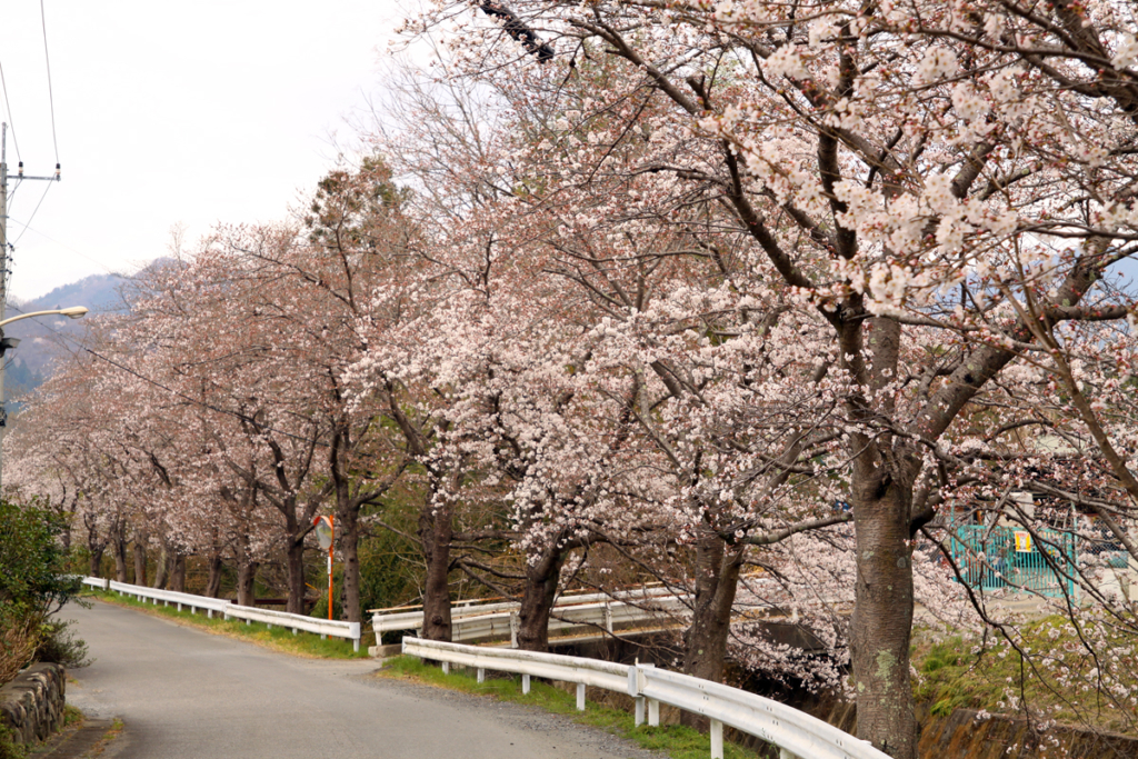 井戸の桜並木