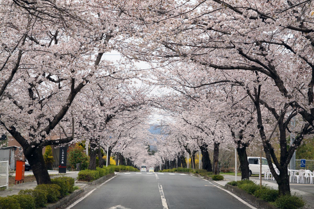 北桜通りの画像