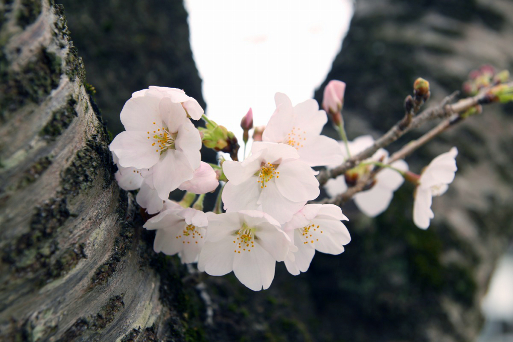 北桜通りの画像