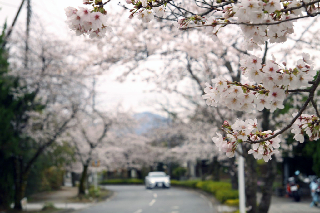 北桜通りの画像