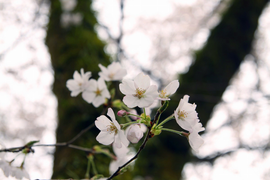 宝登山参道の桜画像