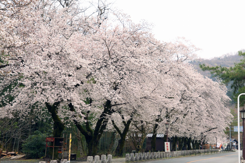 宝登山参道の桜画像