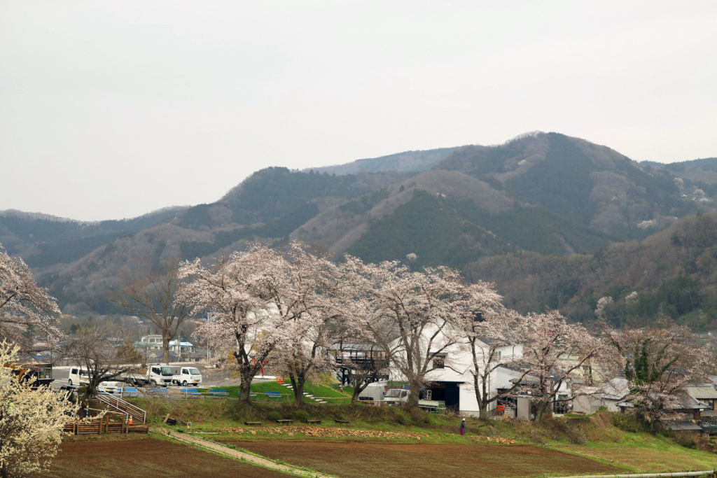 野土山の桜