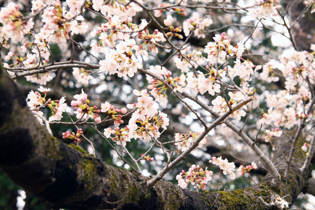 野土山の桜