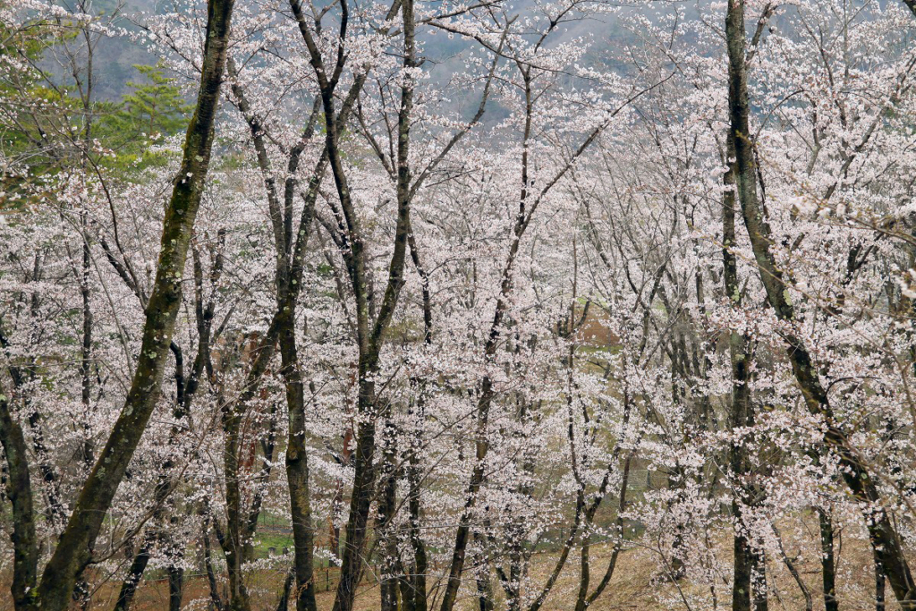 野土山の桜