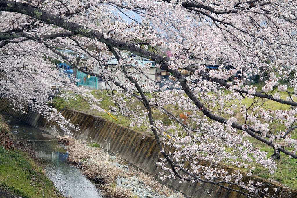 井戸の桜並木