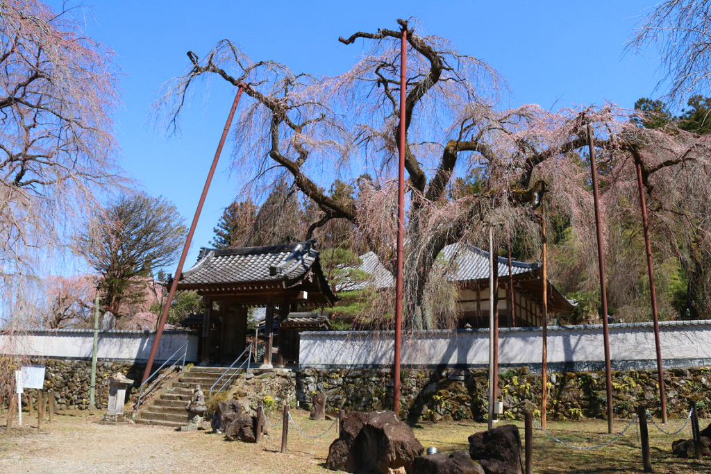 清雲寺のしだれ桜の画像