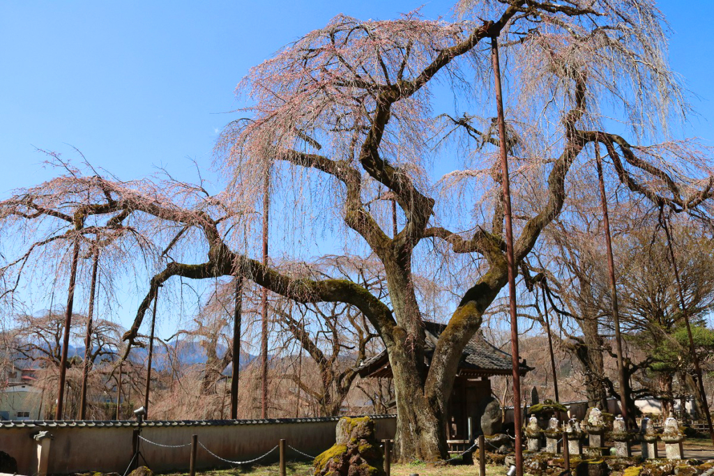 清雲寺のしだれ桜の画像