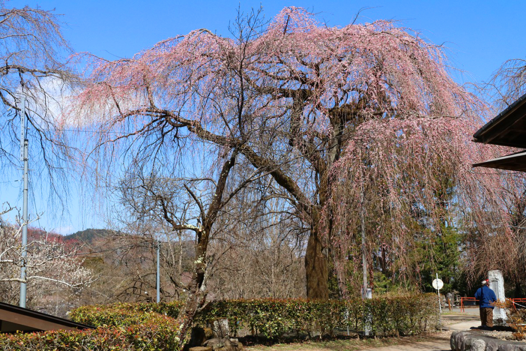 清雲寺のしだれ桜の画像