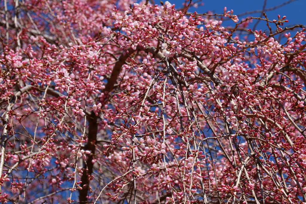 清雲寺のしだれ桜の画像