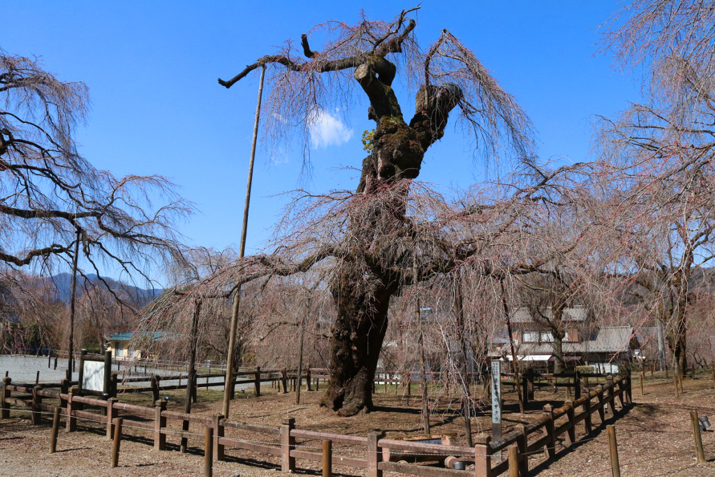 清雲寺のしだれ桜の画像