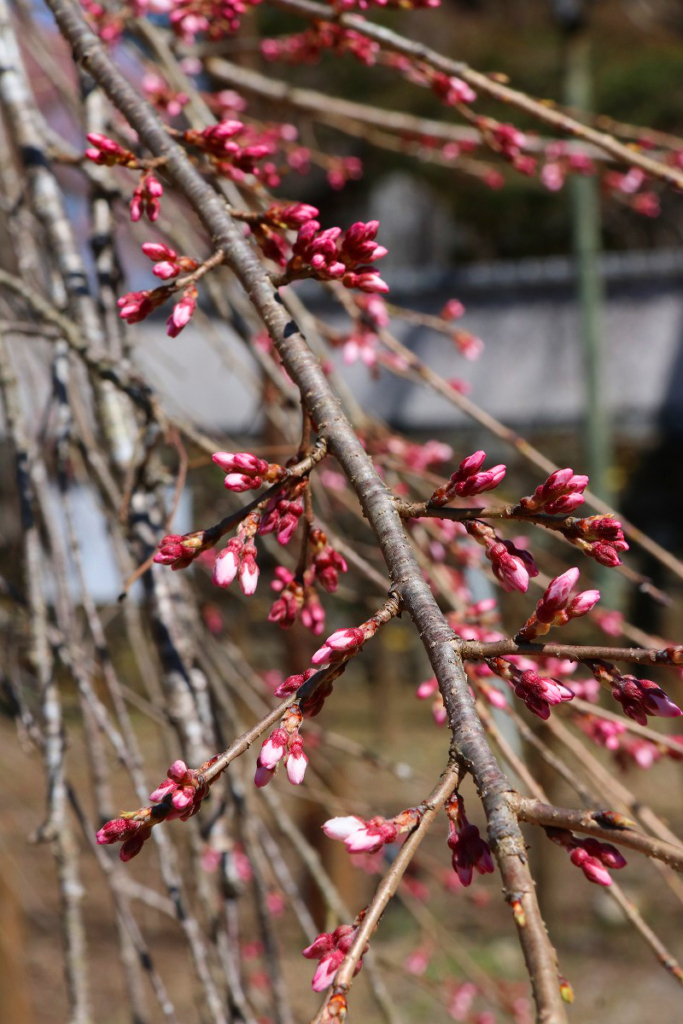 清雲寺のしだれ桜の画像