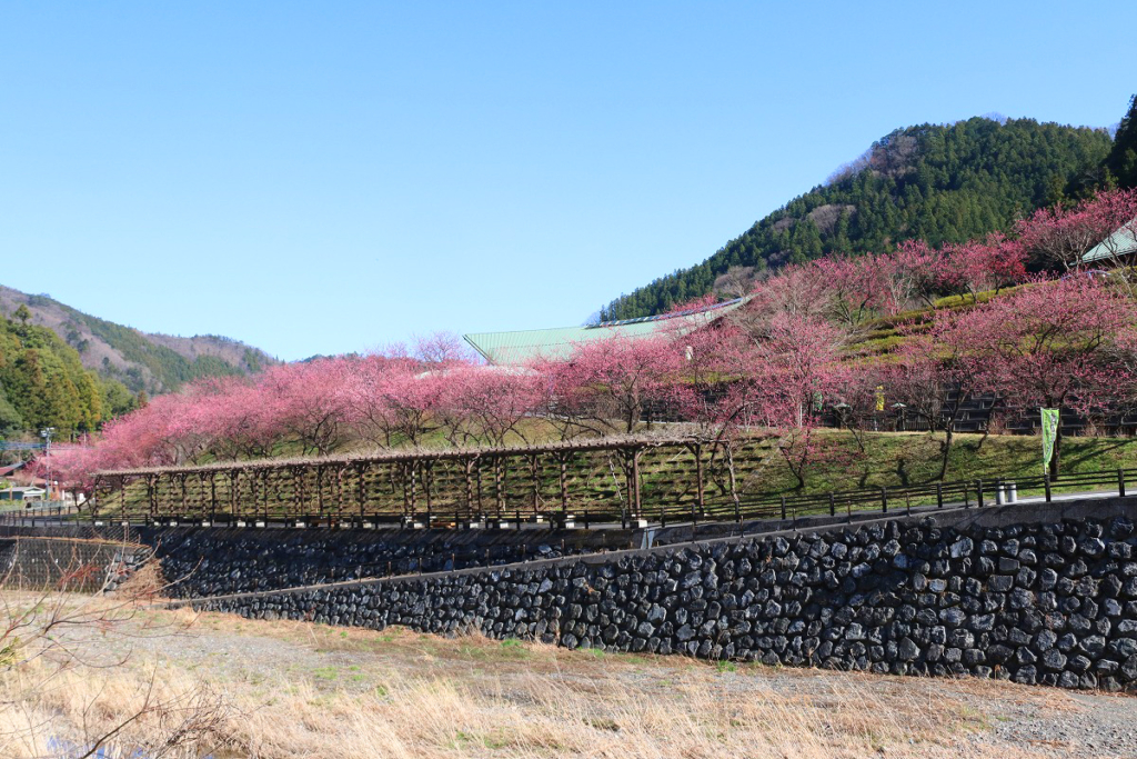 吉田元気村花桃の画像