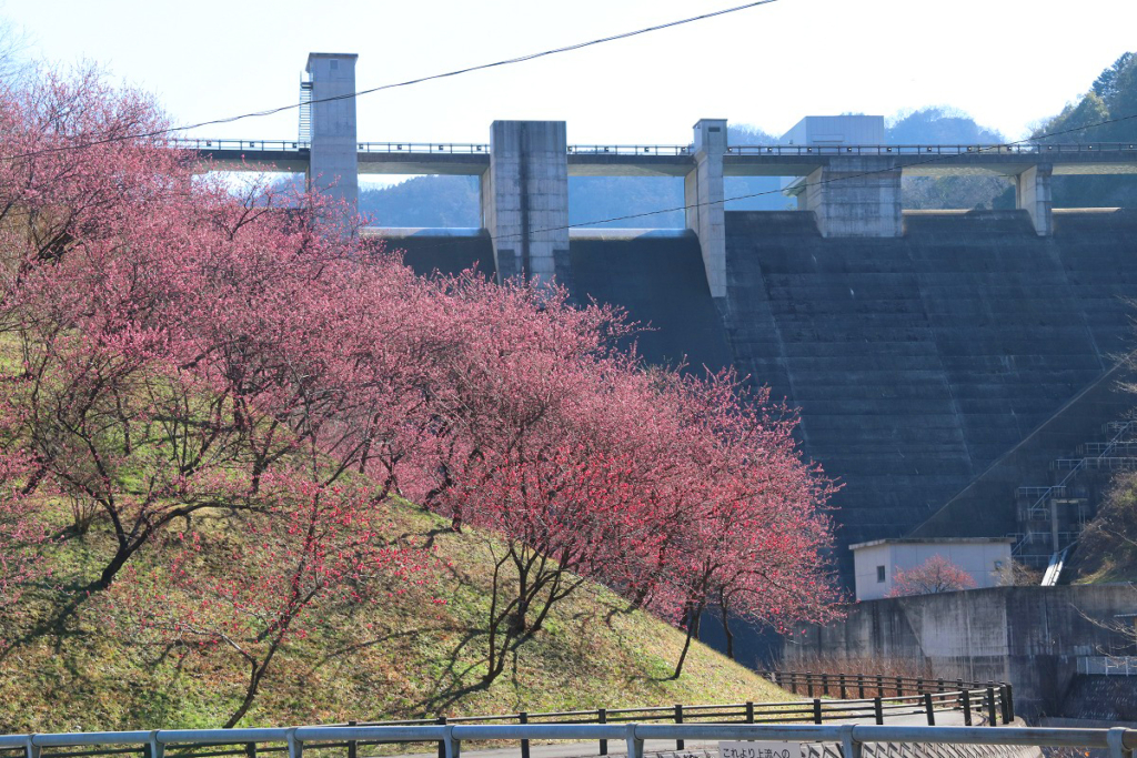 吉田元気村花桃の画像