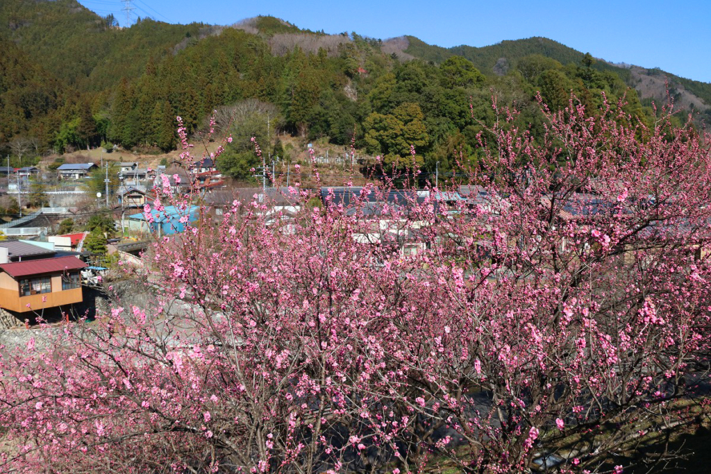 吉田元気村花桃の画像