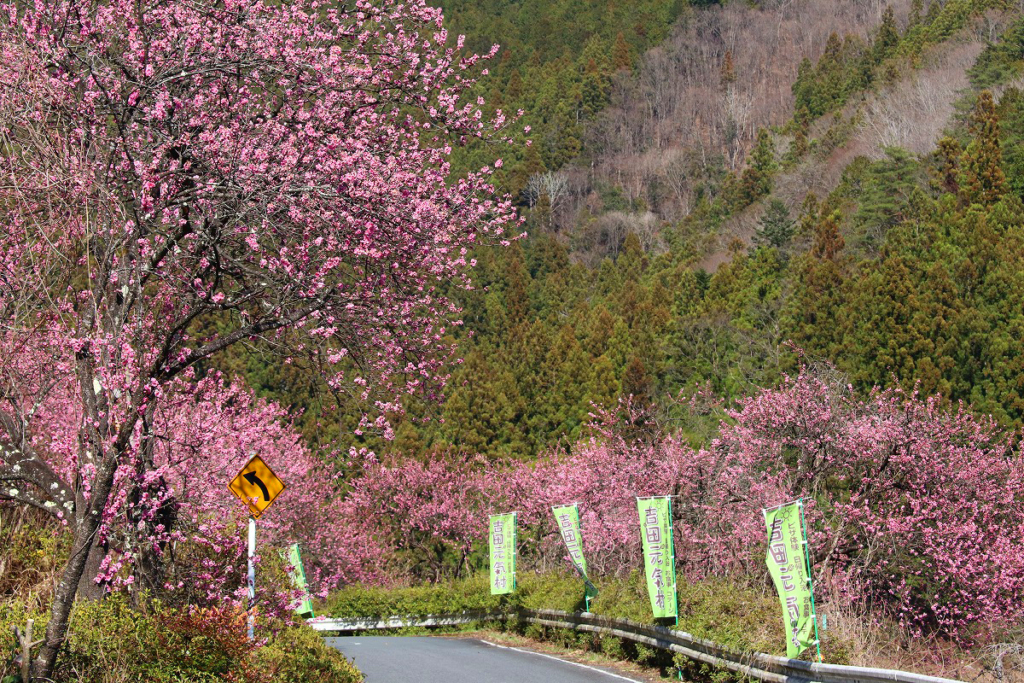 吉田元気村花桃の画像