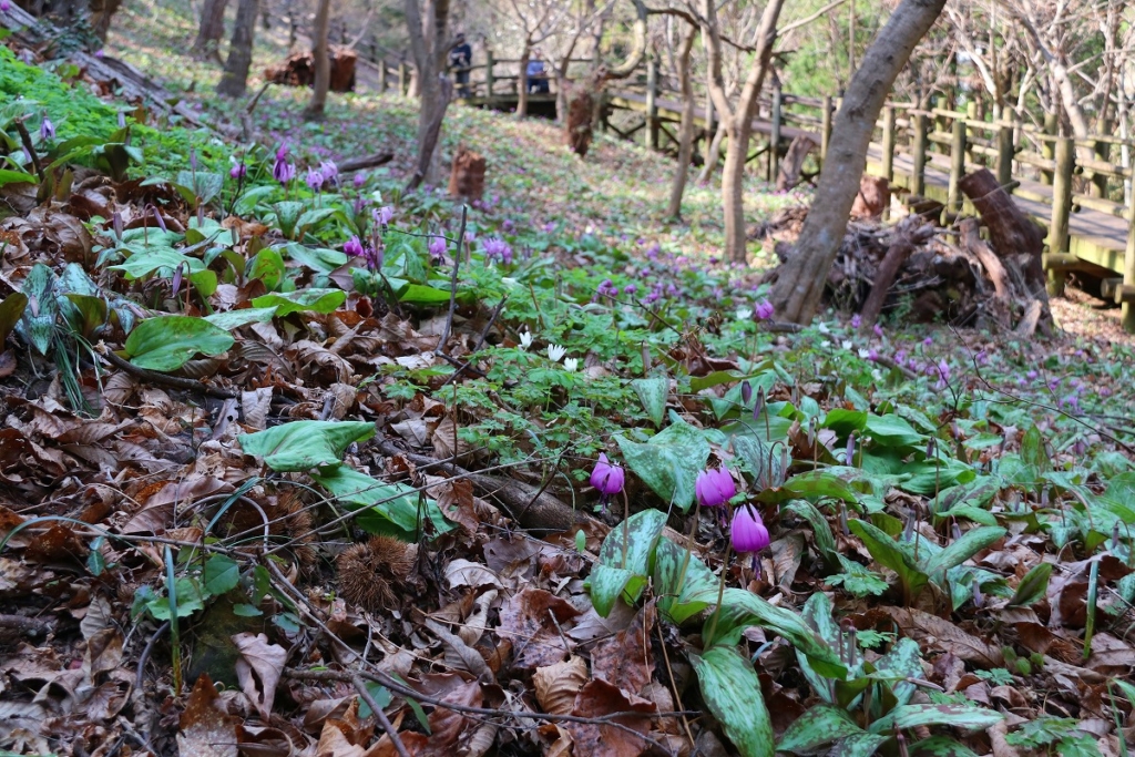 白砂公園カタクリの画像