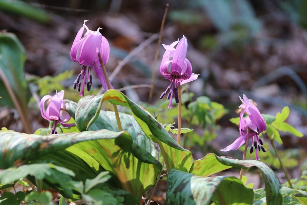 白砂公園カタクリの画像