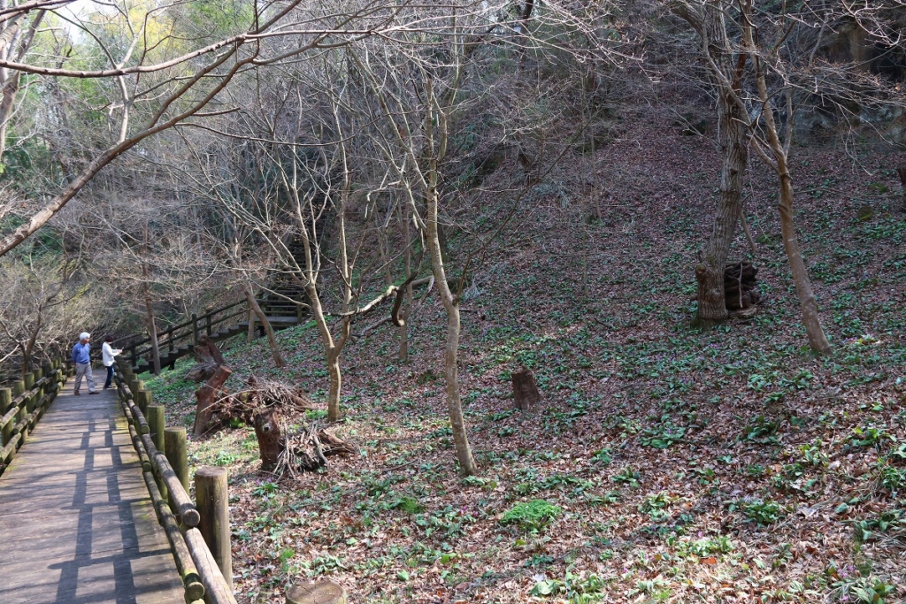 白砂公園カタクリの画像