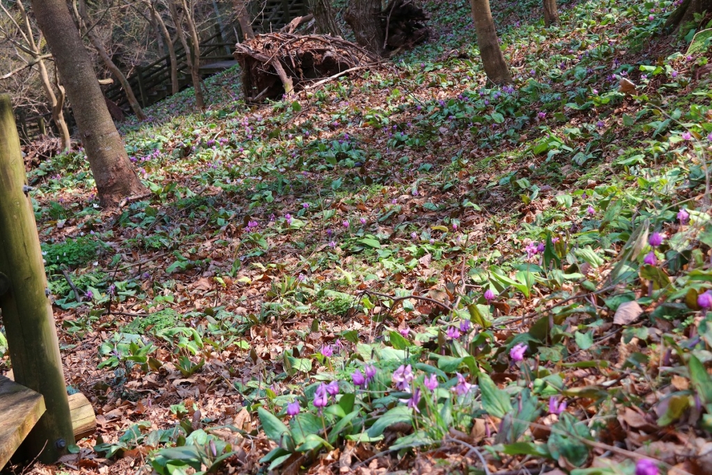 白砂公園カタクリの画像