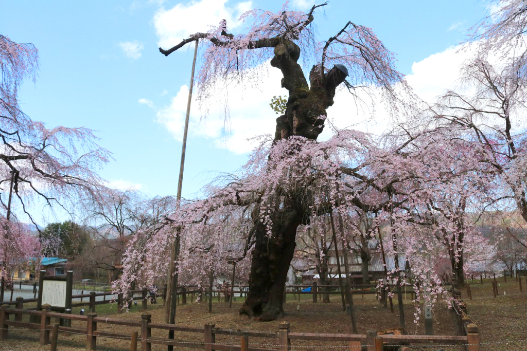 清雲寺しだれ桜の画像