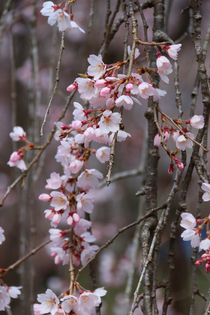 清雲寺しだれ桜の画像