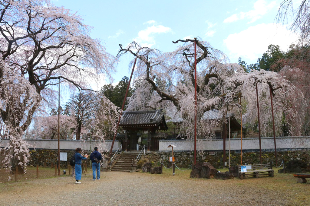 清雲寺しだれ桜の画像