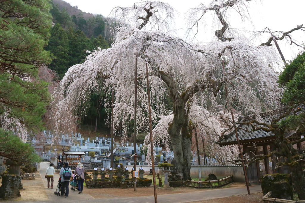 清雲寺しだれ桜の画像