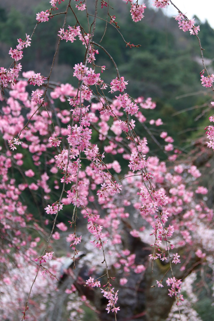 清雲寺しだれ桜の画像